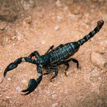 Scorpion Night Walk